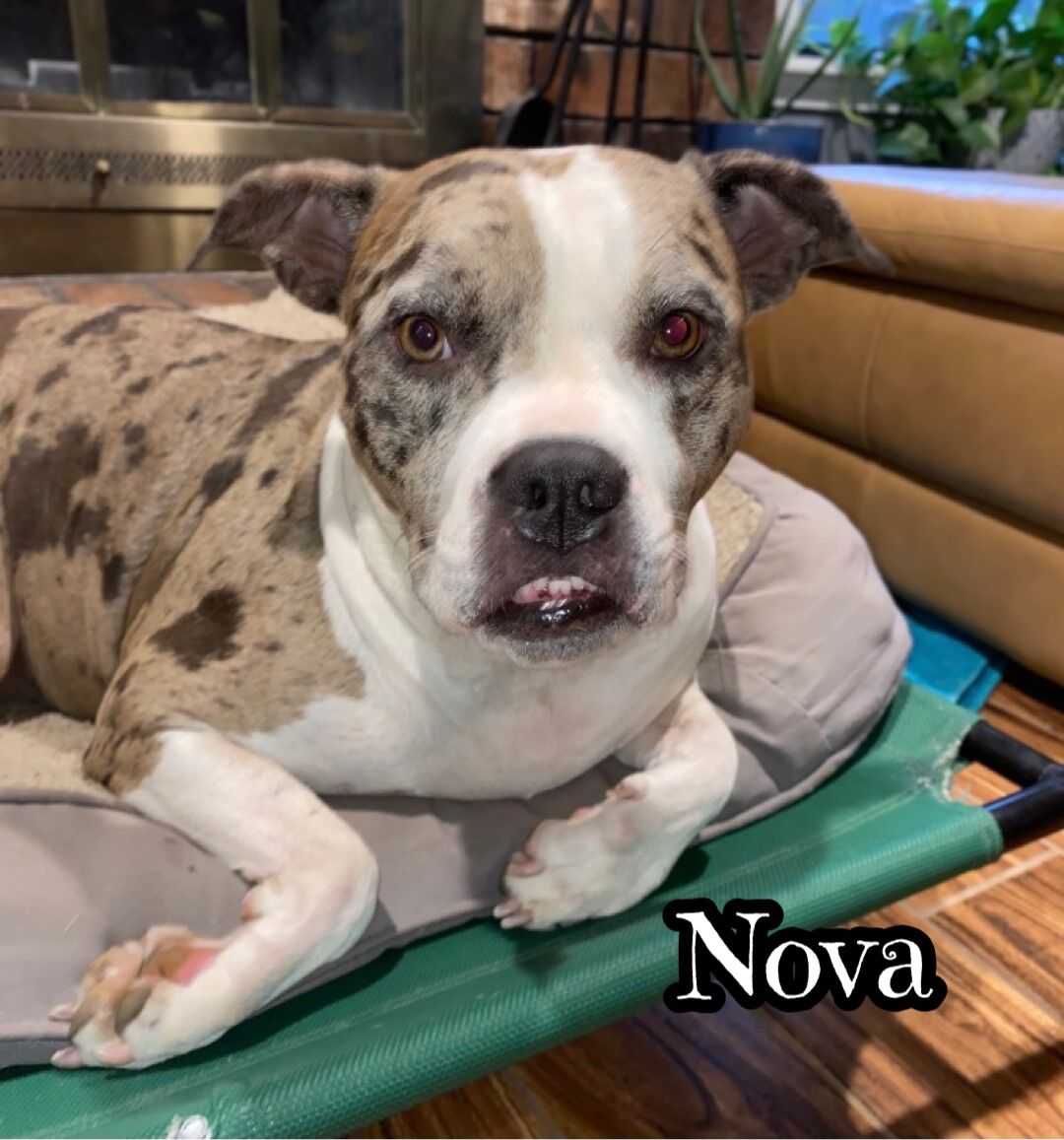 Nova
